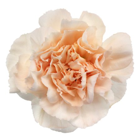 Pinky Peach Fresh Cut Carnations | FiftyFlowers.com