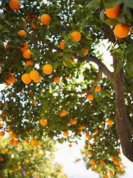 orange trees - Google Search