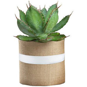 48" Cow's Horn Agave Plant Live Trees - Polyvore