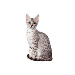 Egyptian Mau Cat Kitten Kitty