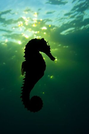 Seahorse Central: 12 Amazing Photo Contest Submissions | Beach Art | Underwater photographer, Sea creatures, Under