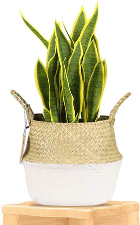 seagrass plant basket - Google Search