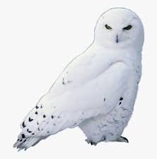 snow owl png - Google Search