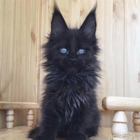 fluffy black cat - Google Search