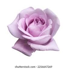Pastel Roses - Google Search