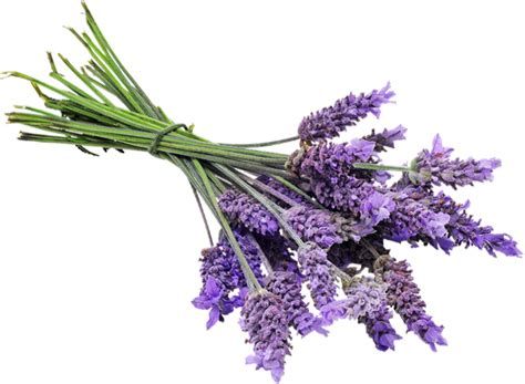 lavender plant png at DuckDuckGo