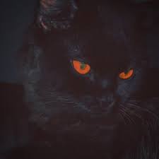 black cat halloween tumblr - Google Search