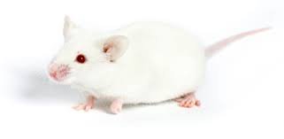white mice - Google Search