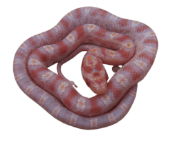 cias pngs // pink snake