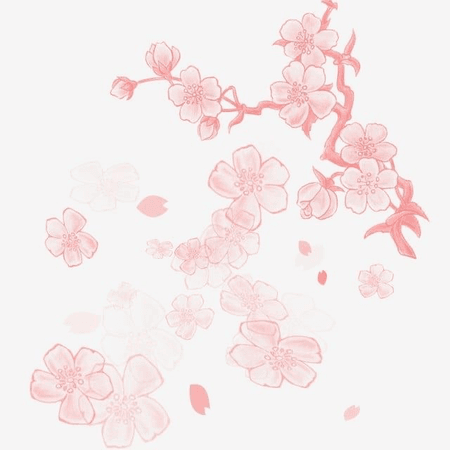Sakura, Cherry Blossom