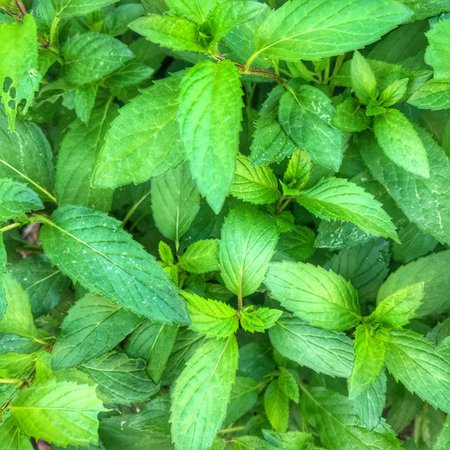 Peppermint Seeds Peppermint Plant Seeds Peppermint Herb | Etsy