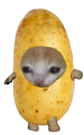 potato cat