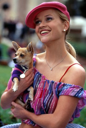 legally blonde dog - Google Search
