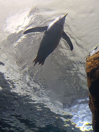 Penguins 🐧 🐧 🐧 aquarium ocean