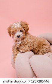 Dog pink background: Bilder, Stockfotos und Vektorgrafiken | Shutterstock
