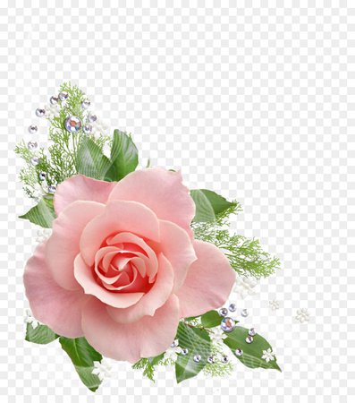 kissclipart-pink-roses-transparent-background-clipart-rose-cli-79885e616daf5396.jpg (900×1020)