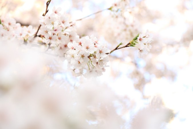 Focus-blossom-shot | HD photo by kazuend (@kazuend) on Unsplash