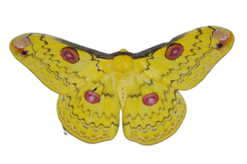 Golden emperor moth