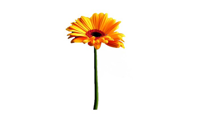 Flower- Yellowish