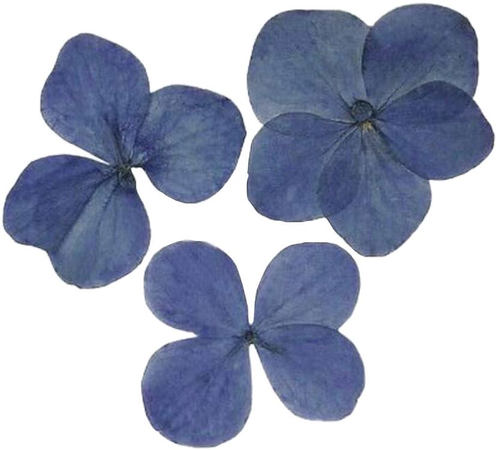 blueberries as flowers