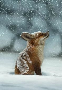 fox red in winter