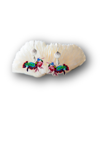 Mantis Shrimp earrings jewelry Etsy