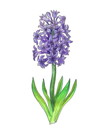 hyacinth watercolor drawing art