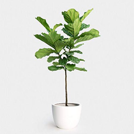 Amazon.com : Fiddle Leaf Fig Standard (Ficus lyrata) (3-4 feet) : Home & Kitchen