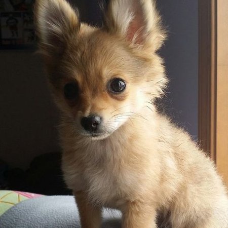 Pomeranian Chihuahua mix (Pomchi) … | Animals | Pomeranian chihuahua mix, Cute puppies, Dogs, puppies