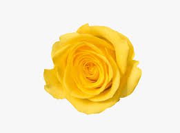 yellow flower png - Google Search