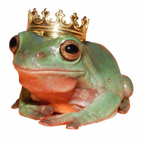 royal frog