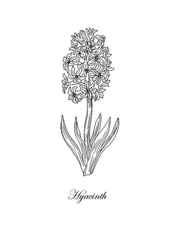 hyacinth botanical art