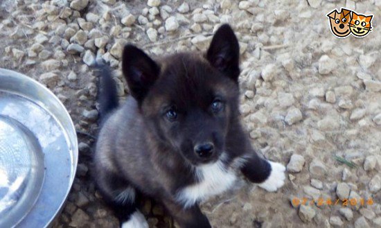 **WANTED** KC REG PURE BLACK SIBERIAN HUSKY PUPPY. | Chesterfield, Derbyshire | Pets4Homes