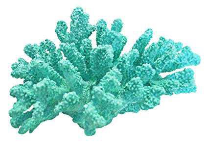Turquoise Coral Reef