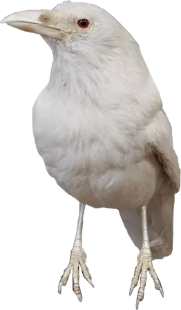 albino raven