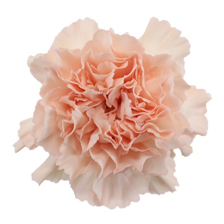 Ballet Slippers Carnation Flowers | FiftyFlowers.com