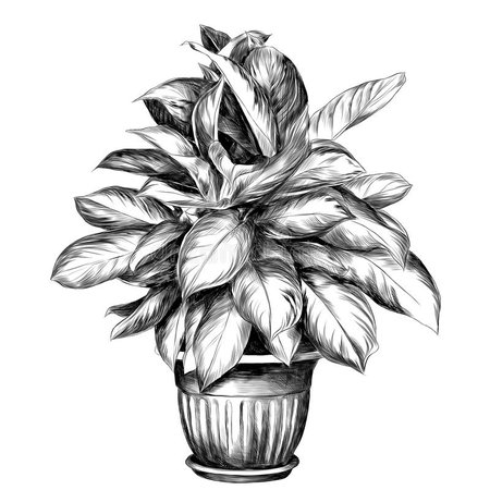 plant sketch