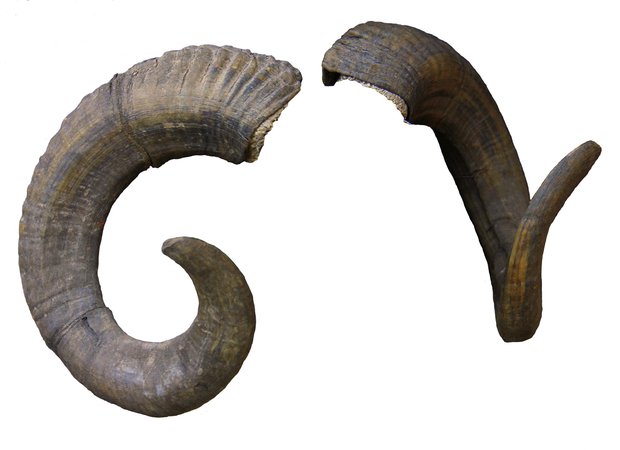 ram horns