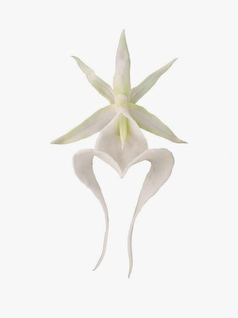 BAGGIRA Ghost Orchid Earrings