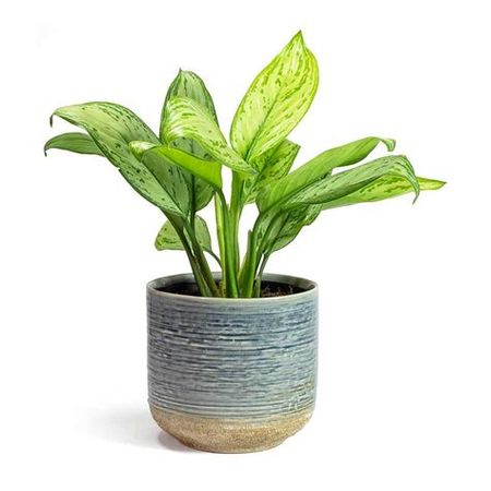 plant in blue pot images at DuckDuckGo