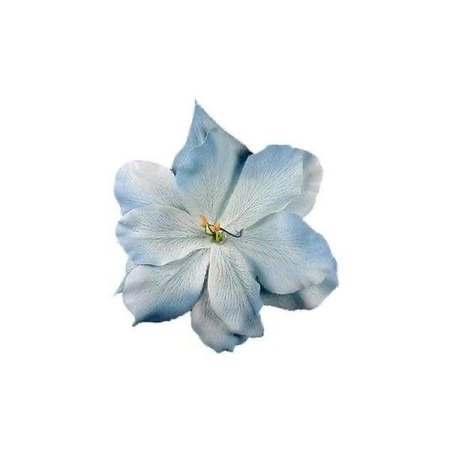 pale blue flower