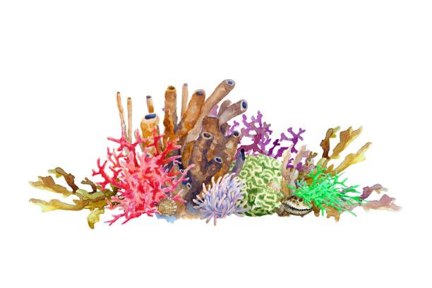 reef-with-colorful-corals-sponge-anemone-and-shell-underwater-landscape-hand-drawn-watercolor.jpg (612×408)