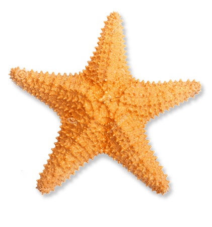 1230957-starfish-png-pluspngcom-1300-starfish-png-orange-starfish-png-1300_1390_preview.png (1300×1390)