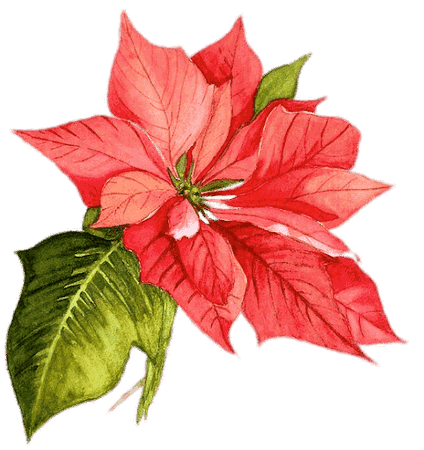 Poinsettia Christmas Watercolor painting Flower - christmas png download - 522*555 - Free Transparent Poinsettia png Download. - Clip Art Library
