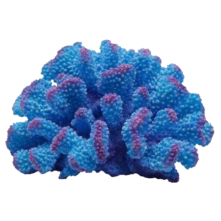 Dark blue coral