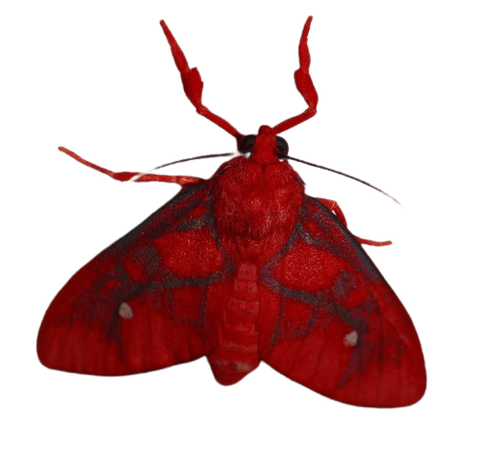 red moth