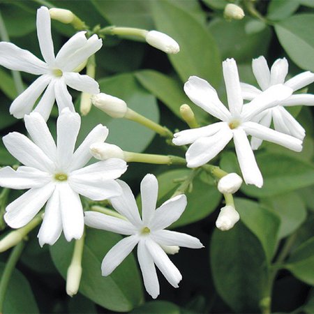 Jasmine Plant - Popular Jasmine Flower Plants for Sale at Logee's!