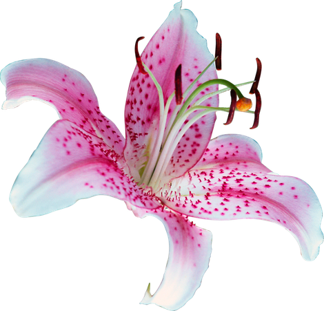 lily flowers - Google Search