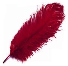 ostrich feather red - Google Search