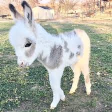 miniature donkey - Google Search